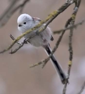 Codibugnolo a testa bianca